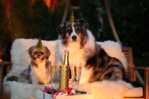 Symbolbild: Tiere an Silvester