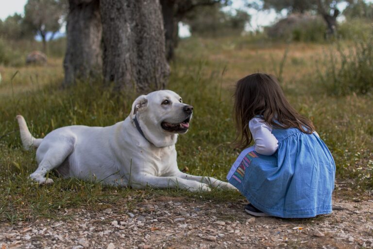 Filmdrama: No Dogs Allowed (2024) von Steve Bache – Kollegengespräch